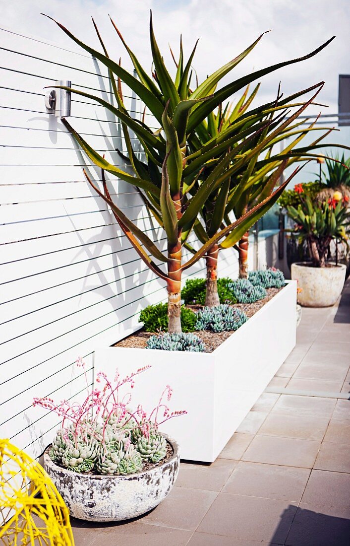 Palm trees and succulents in planters on roof terrace with white wooden screen wall
