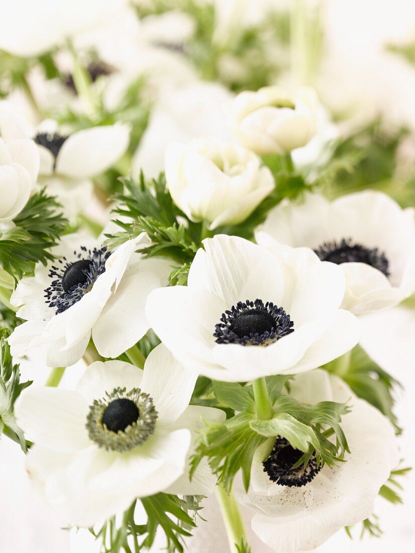 White anemones (close-up)