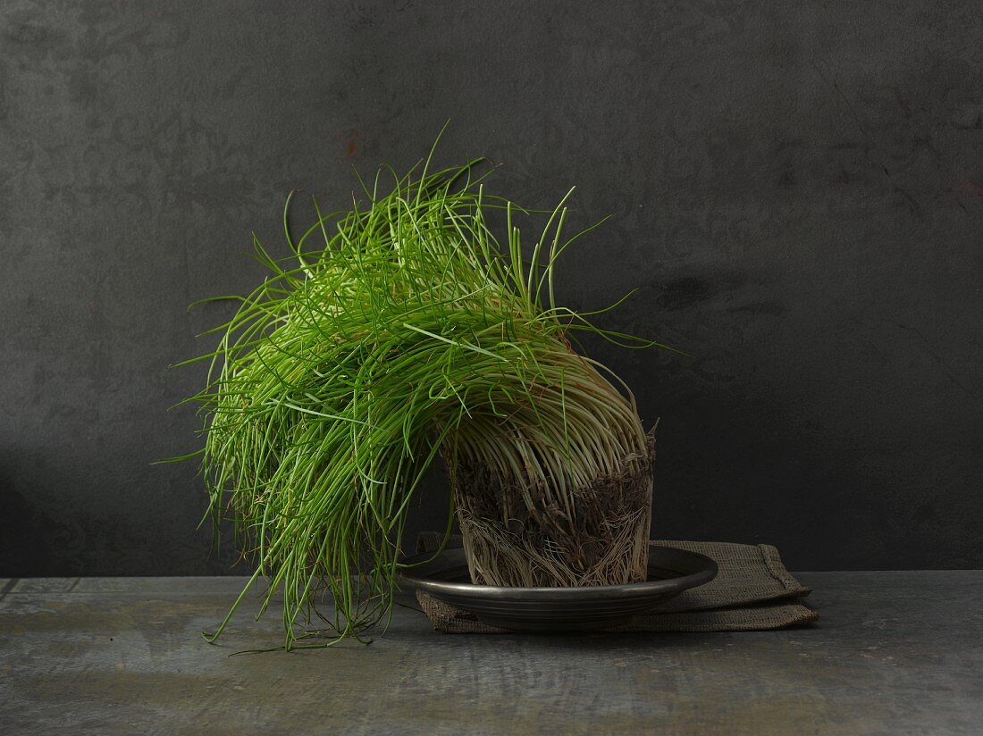 Chives with a ball of roots