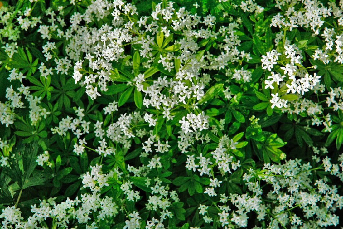 A bed of woodruff (seen from above)