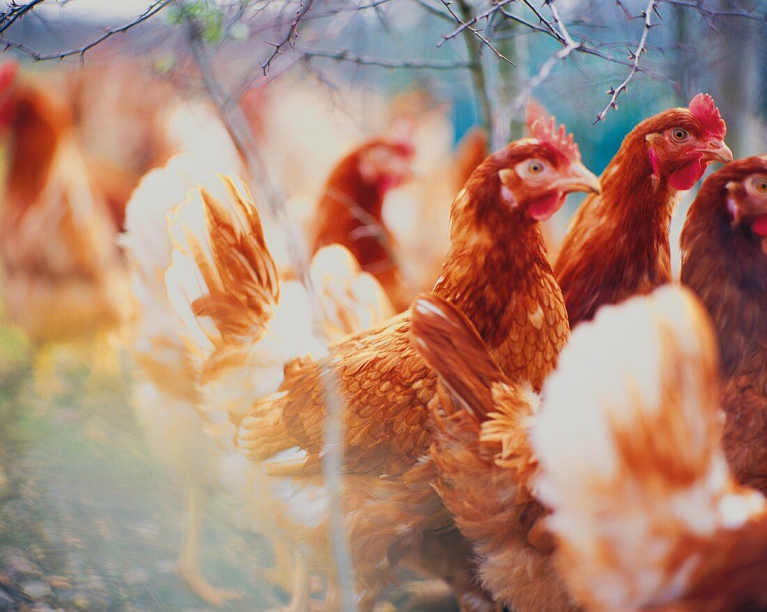 Chickens in the open air