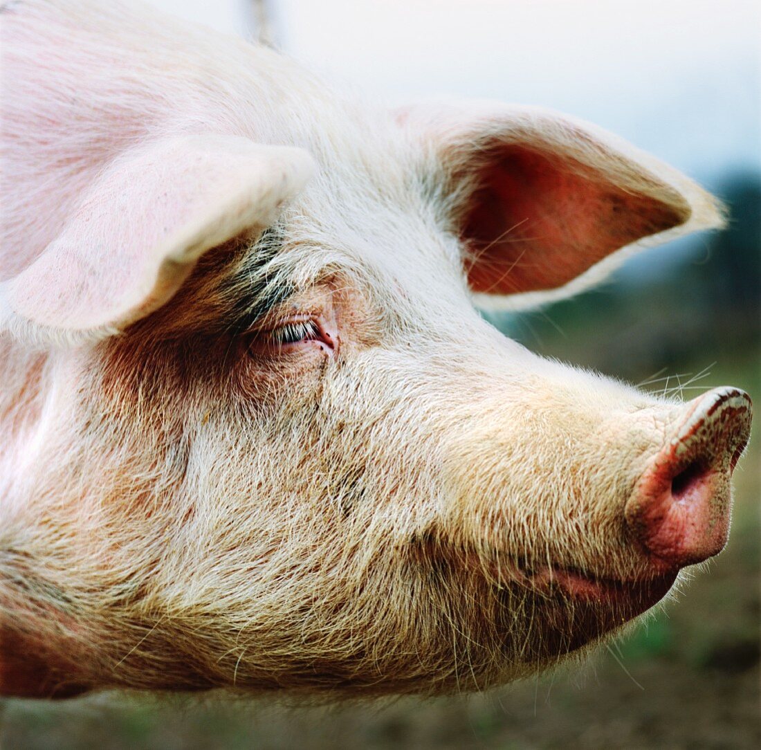 A pig outside (close-up)