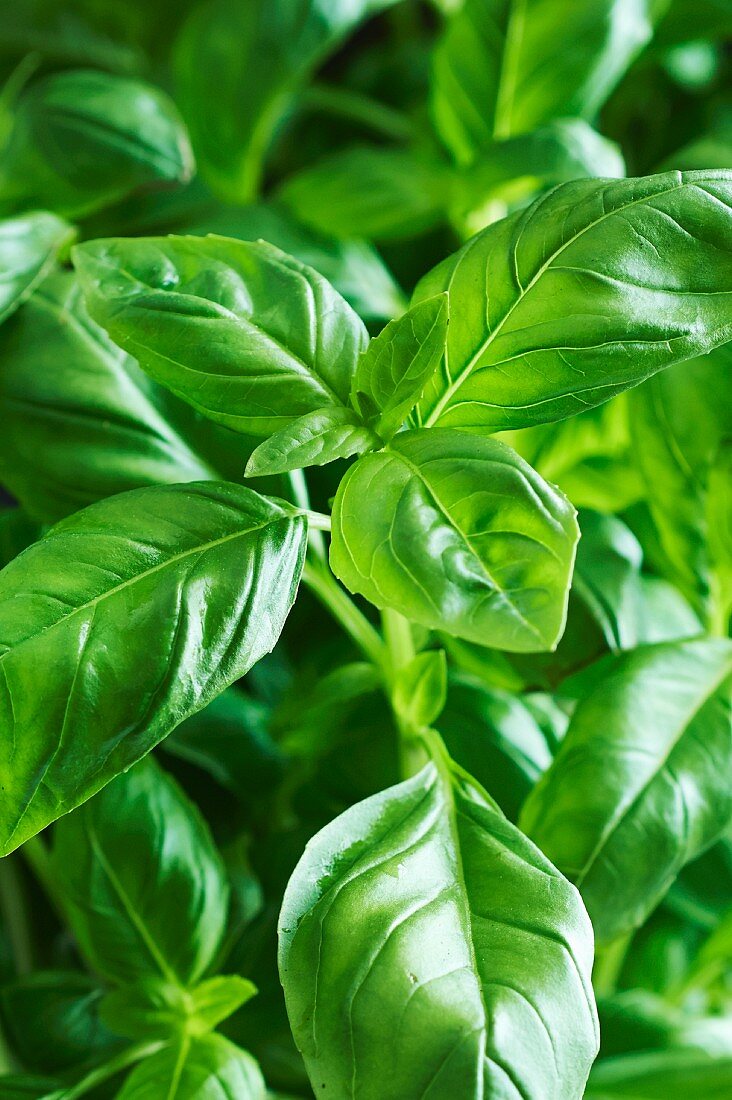 Basil