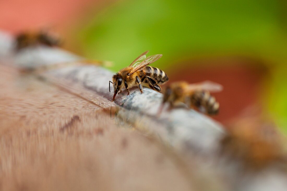 Two honey bees