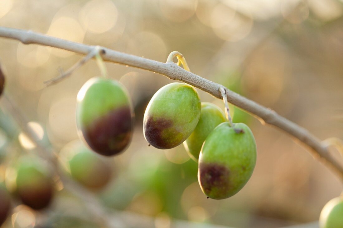 Semi-ripe olives hanging on a sprig