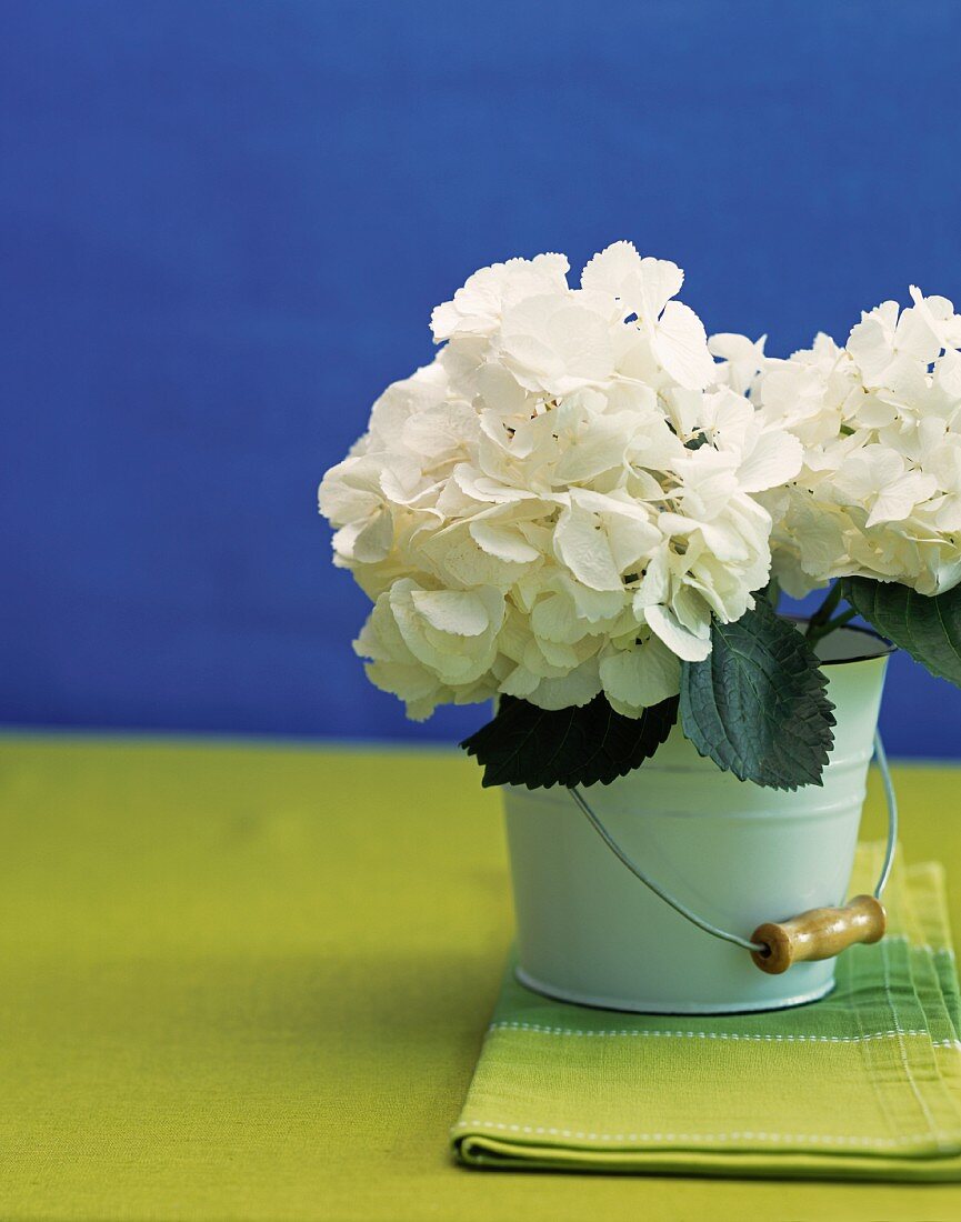 White hydrangeas in white enamel bucket