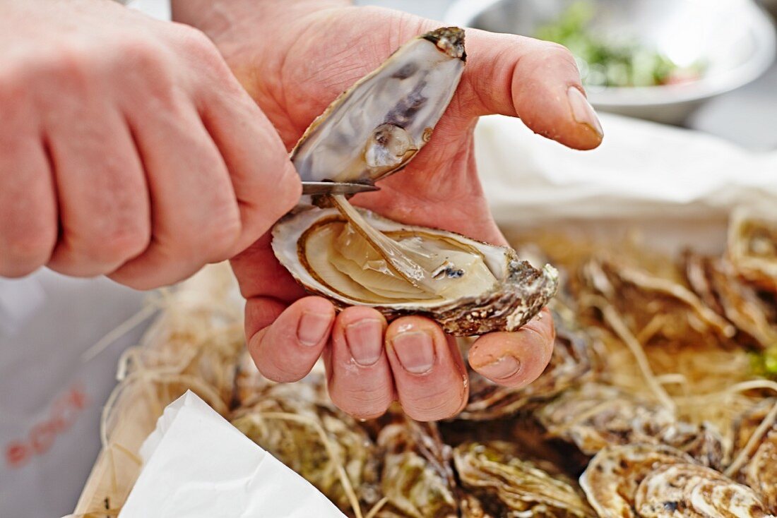 A chef opening an oyster