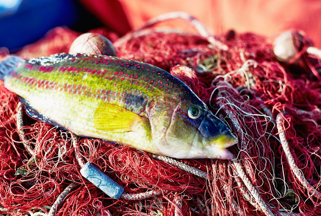 A freshly caught seawater fish on a net