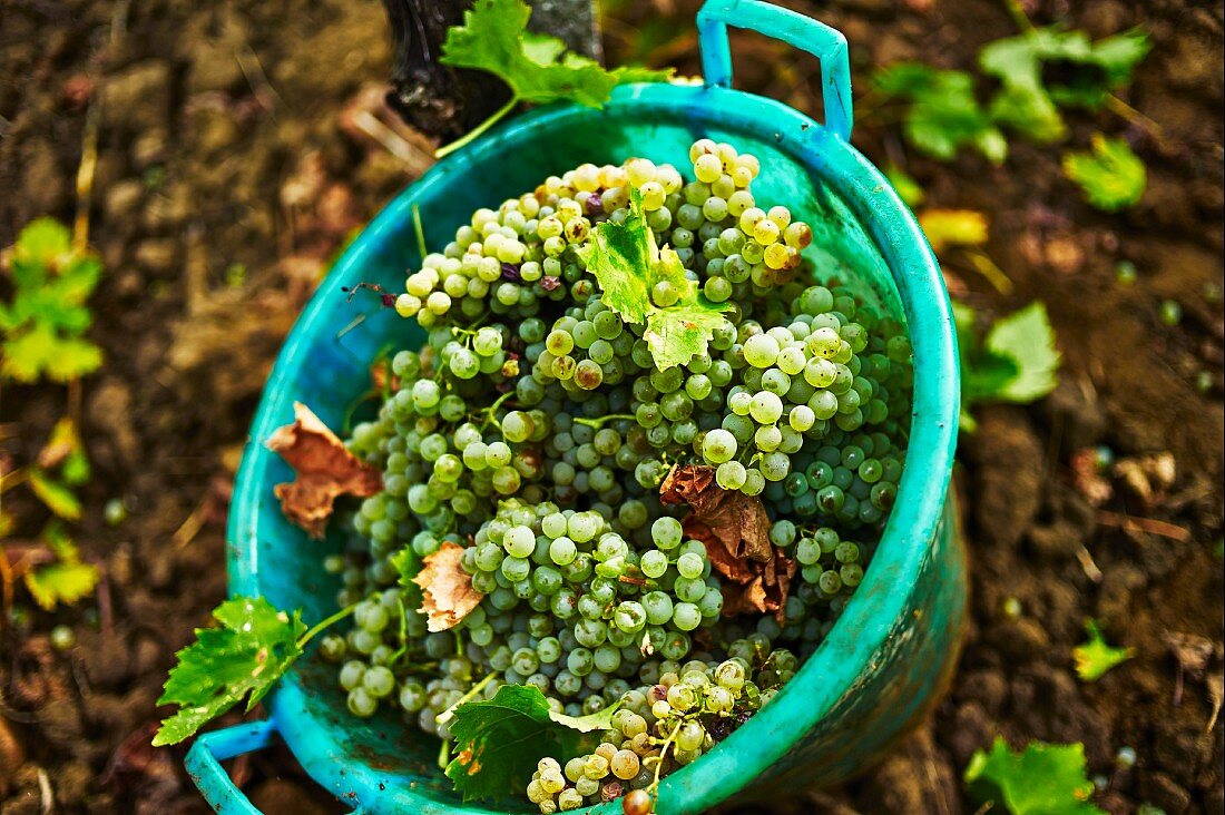 A bucket of freshly harvested grapes