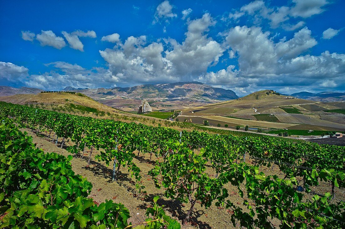A vineyard, Italy