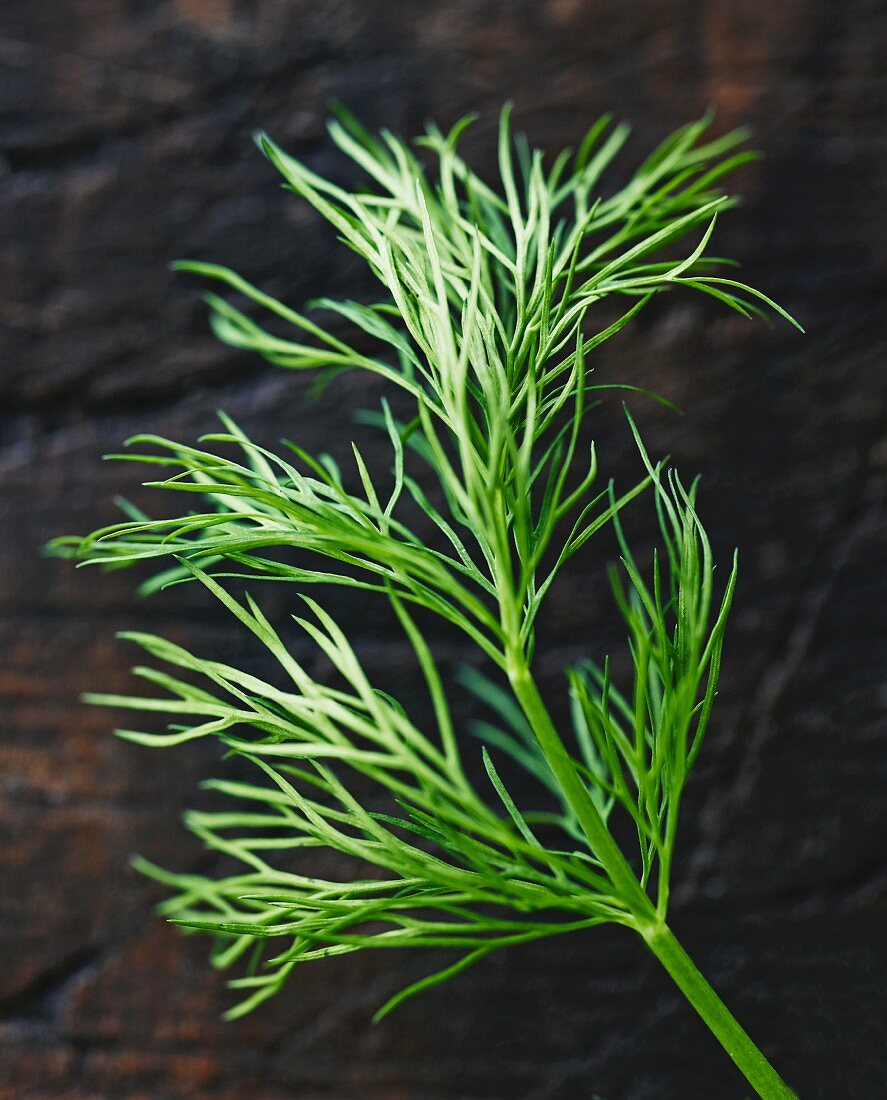 Dill