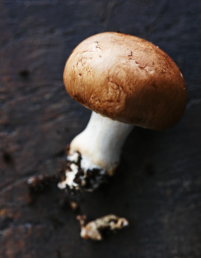 A fresh mushroom