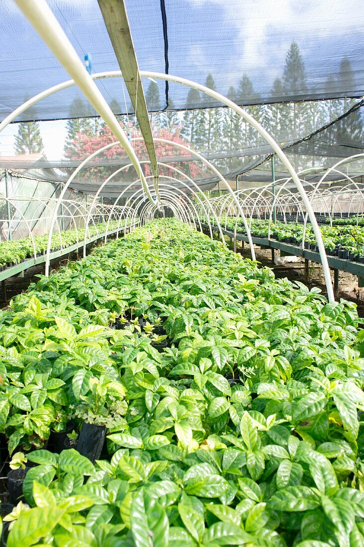 Coffee plants on a plantation