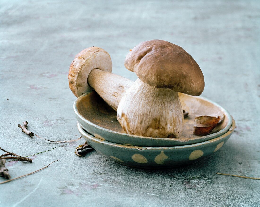 Two porcini mushrooms in a spotted dish