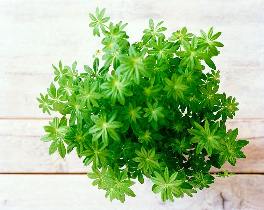 A bunch of woodruff on a wooden surface