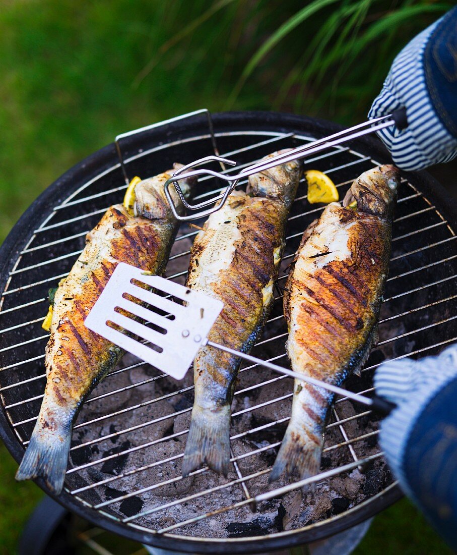 Bass with fennel on a barbecue