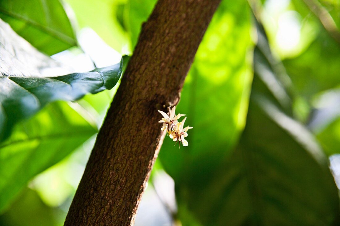 A cocoa flower before developing into a cocoa bean