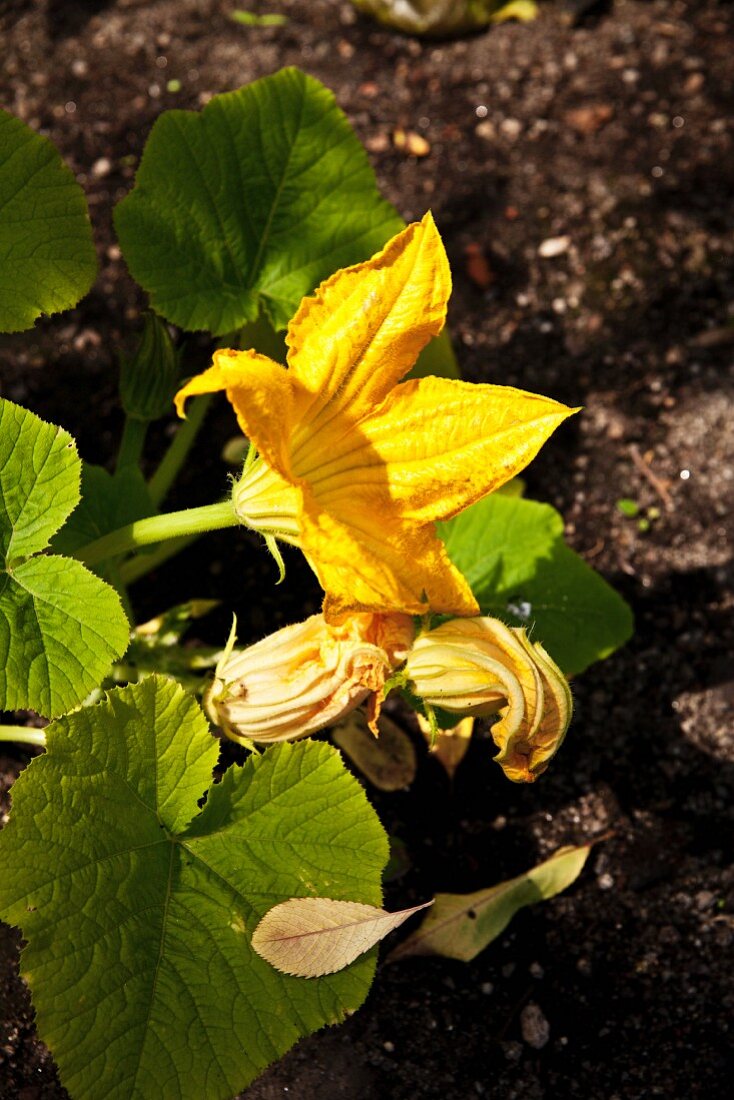 Zucchini mit Blüten im Beet