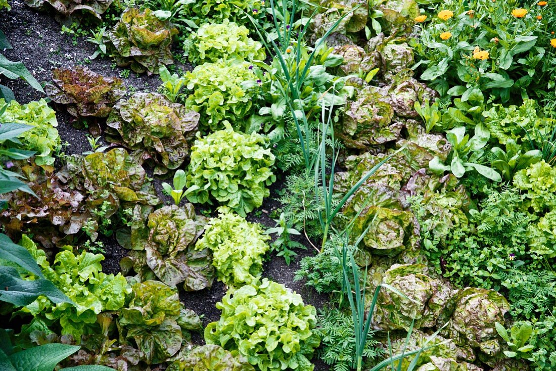 Various organic lettuces growing in a field