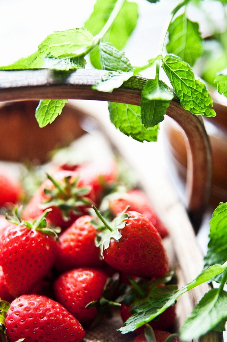 A basket of freshly picked strawberries with fresh mint