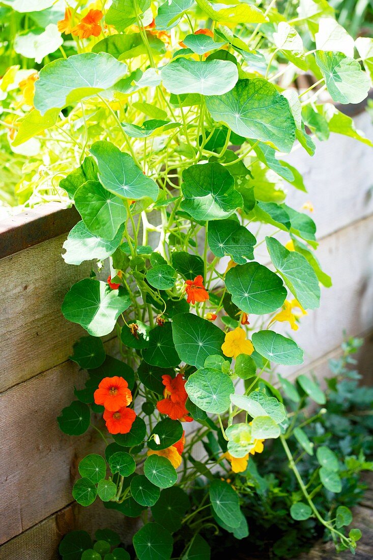 Nasturtiums in a raised flower bed