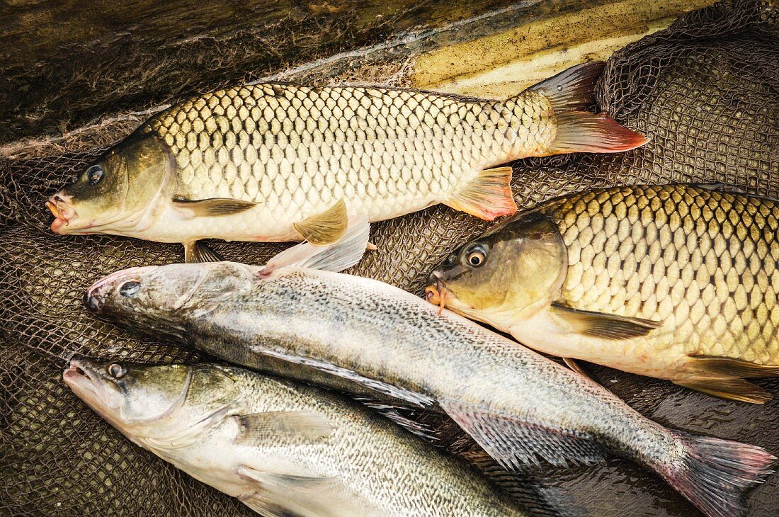 Freshly caught fish in a fishing boat (Lake Neusiedl, Burgenland, Austria)