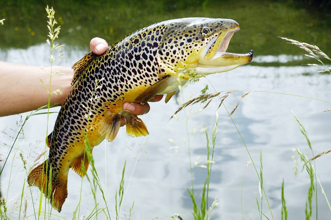 A hand holding a Carinthian brown trout in front of a pond (Austria)