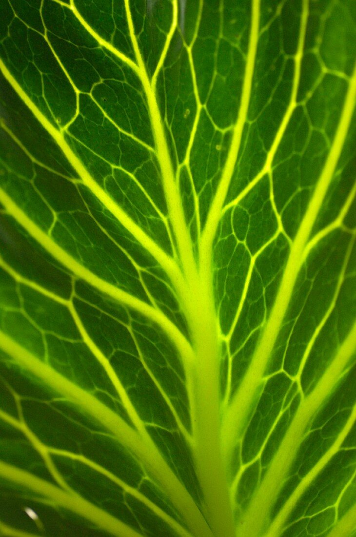 Detail of a cabbage leaf