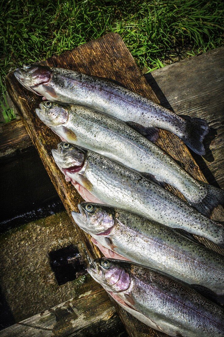 Freshly caught rainbow trout from Ybbstal (Lower Austria)