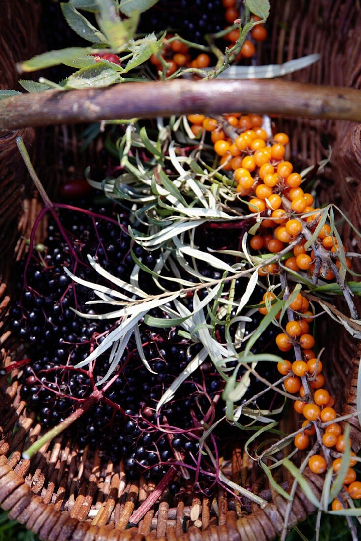 Elderberries and sea-buckthorn in a harvesting basket