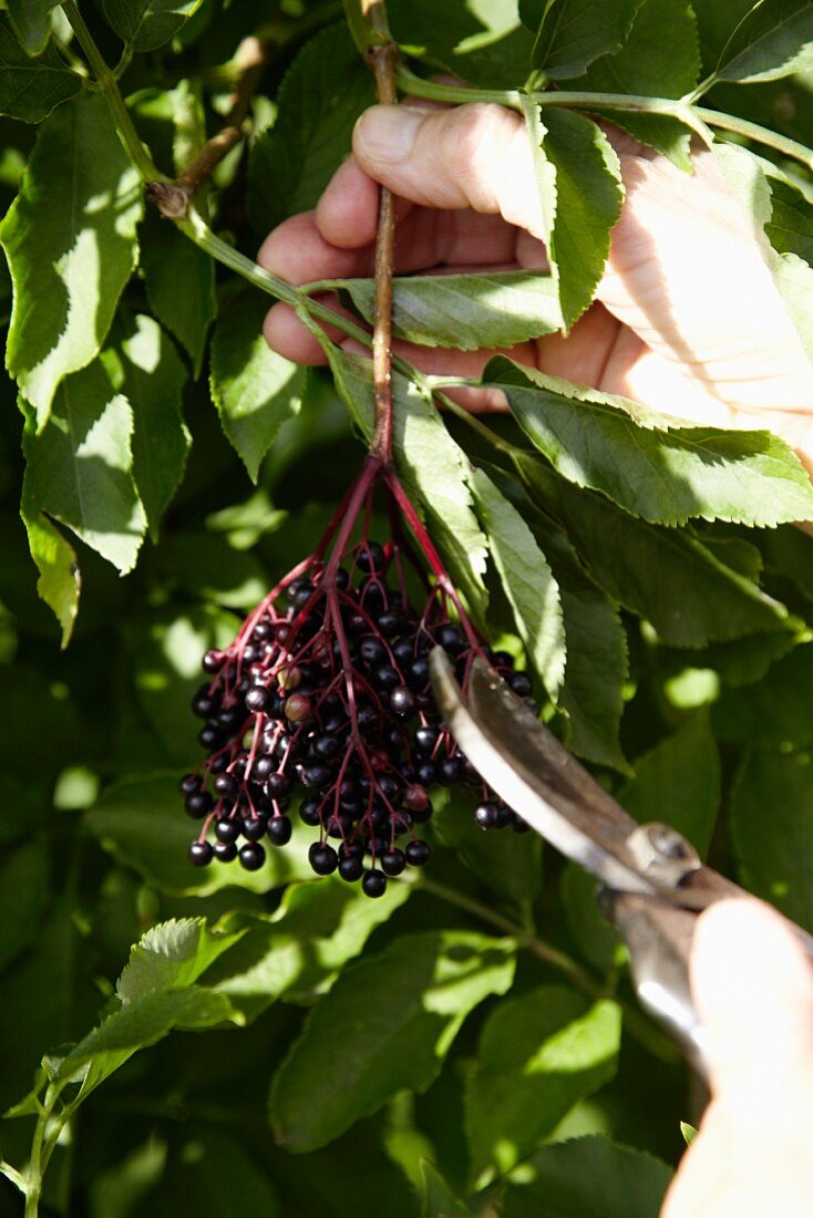 Elderberries being cut from a bush