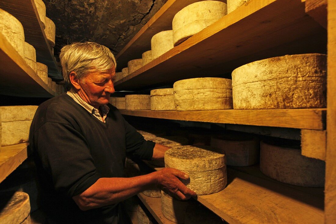 A man checking the ripeness of cheese, Bleu de Termignon