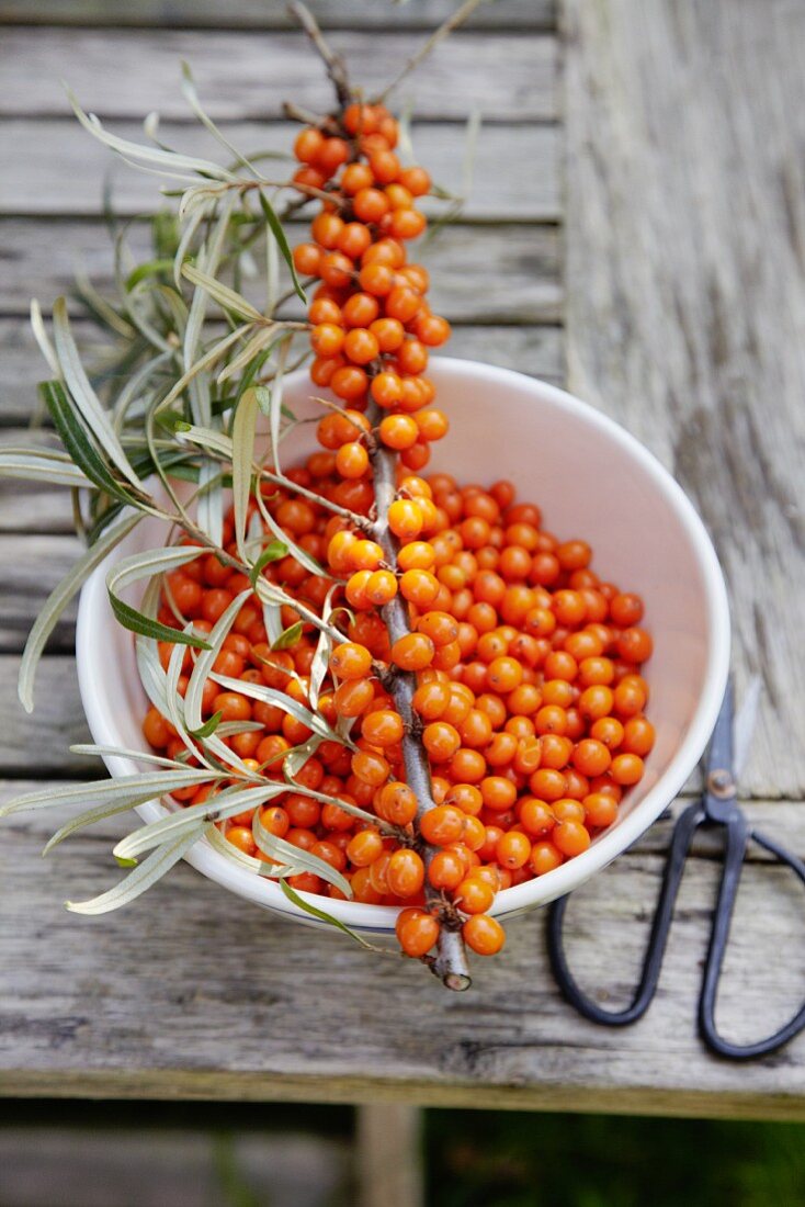 Freshly harvested sea-buckthorn berries