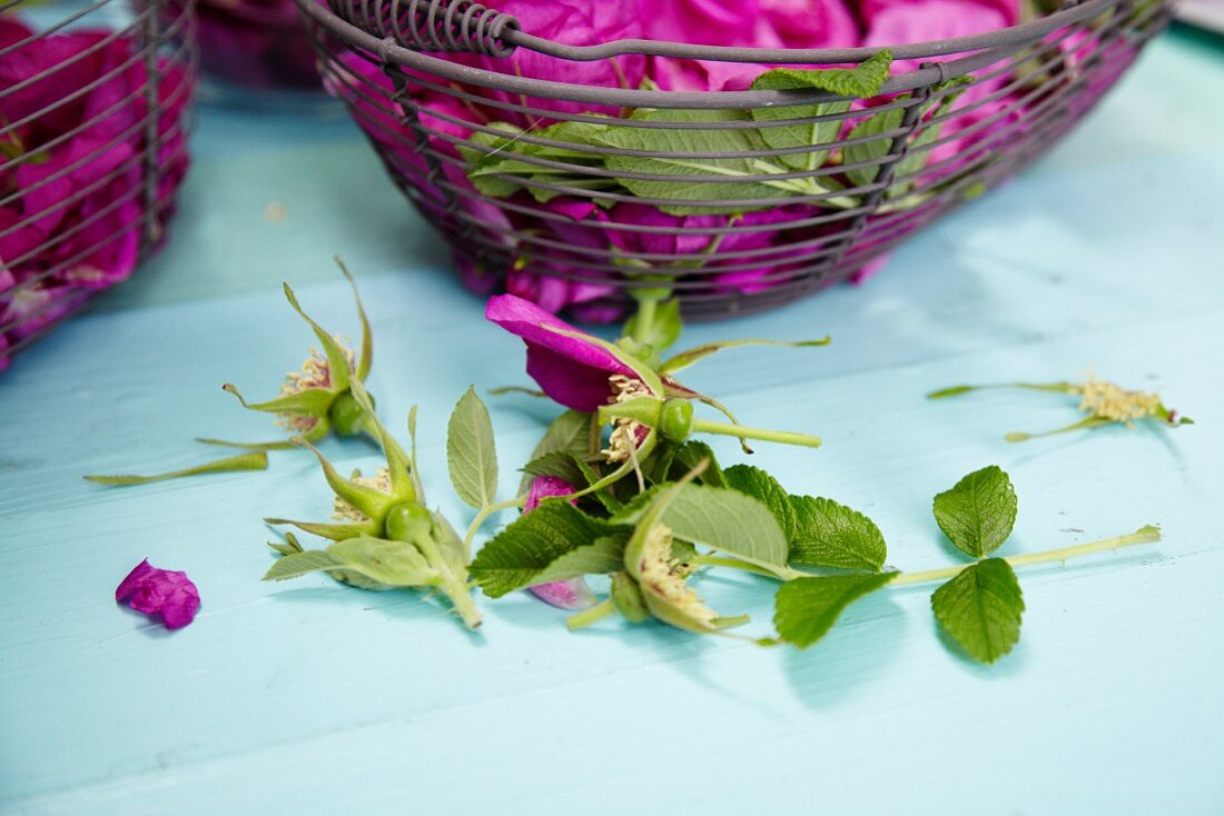 Freshly picked wild roses