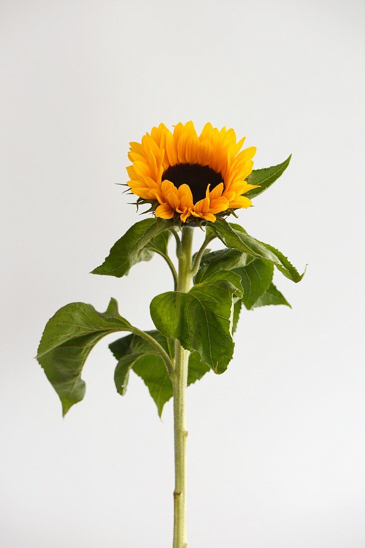 Eine Sonnenblume vor weißem Hintergrund