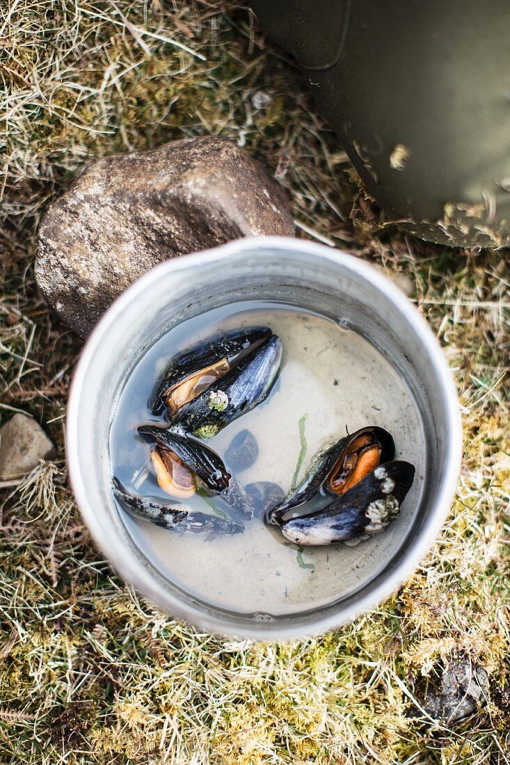 Offene Miesmuscheln im Kochwasser