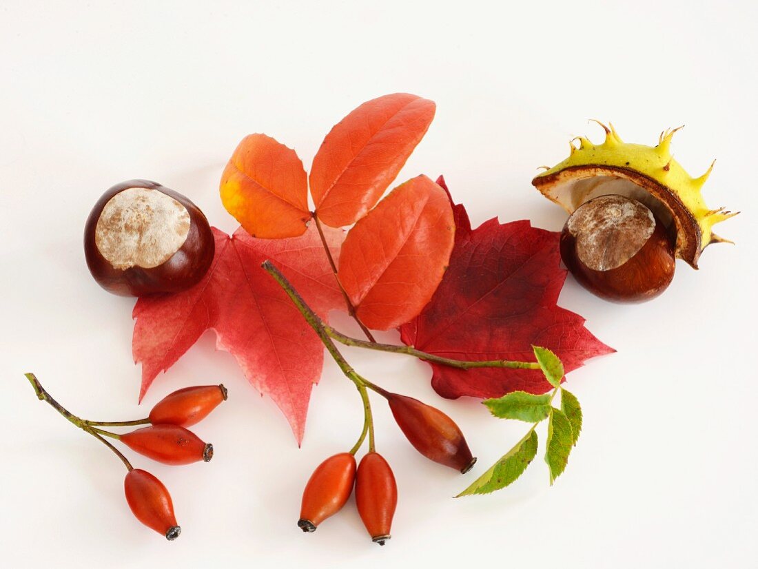 Herbstliches Stillleben mit Kastanien, Hagebutten & Blättern