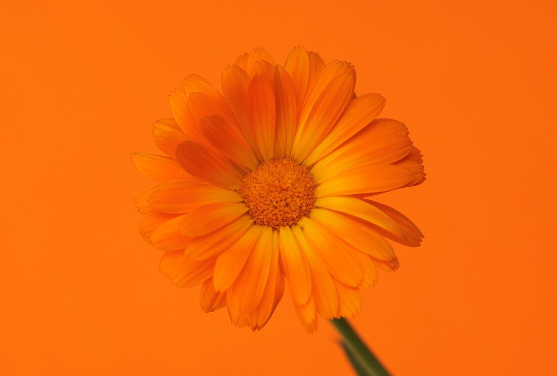 A marigold against an orange background