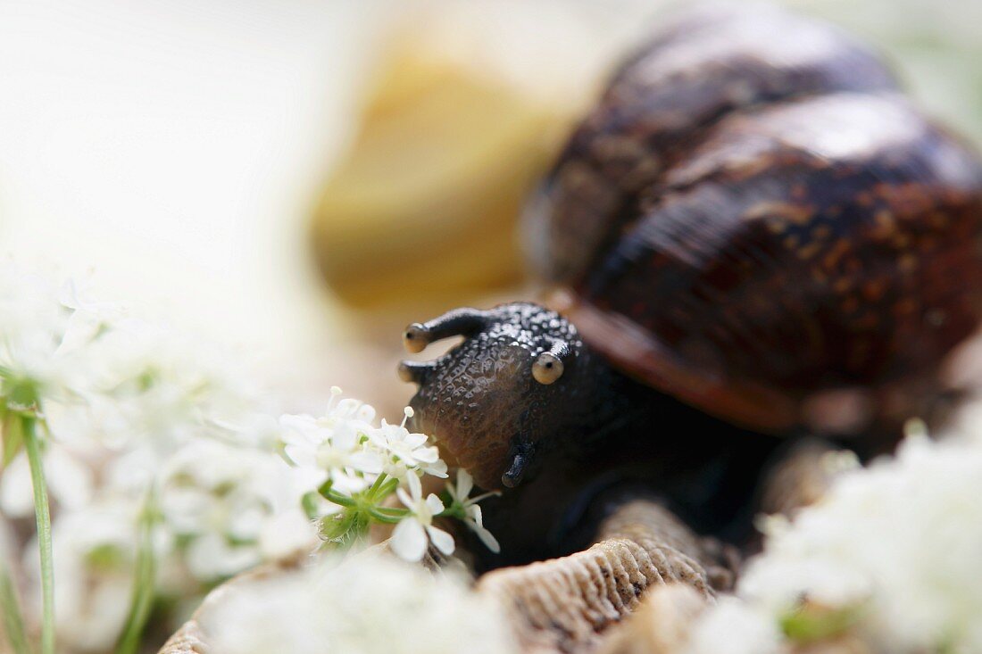 A snail with field chervil