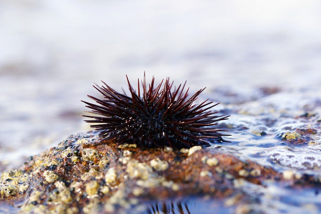 A sea urchin on a rock