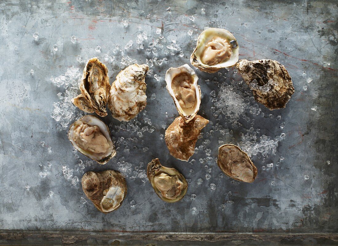 Fresh oysters on a metal surface