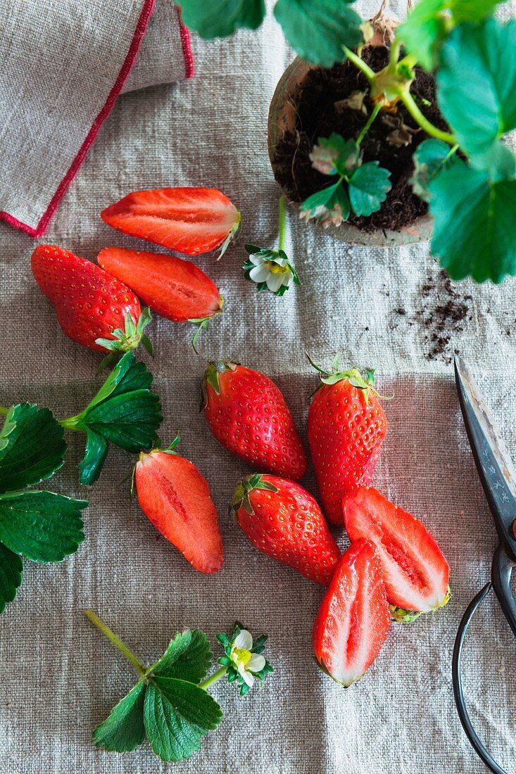 Frische Erdbeeren und Erdbeerpflanze auf Leinentuch
