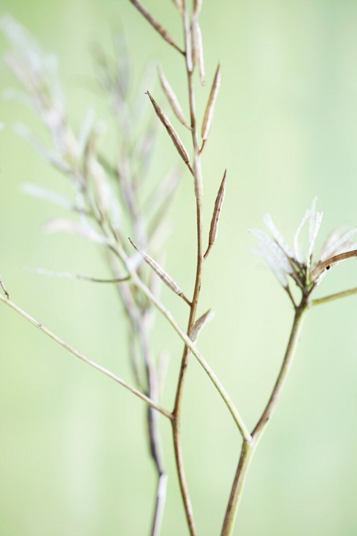 Seedpods from field mustard (sinapis arvensis)