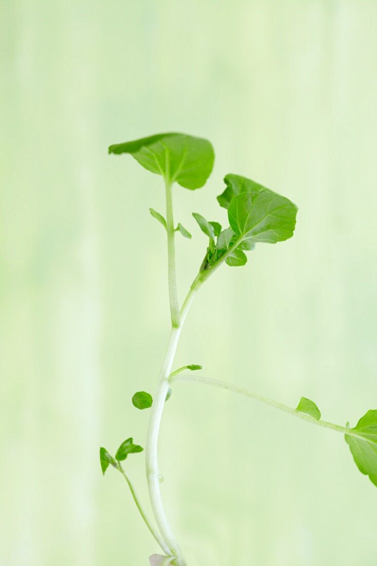 Fresh Bunch of Upland Cress on White Background