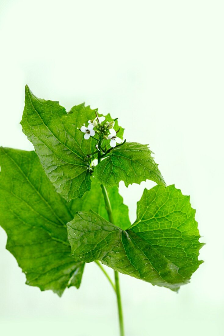 Garlic mustard