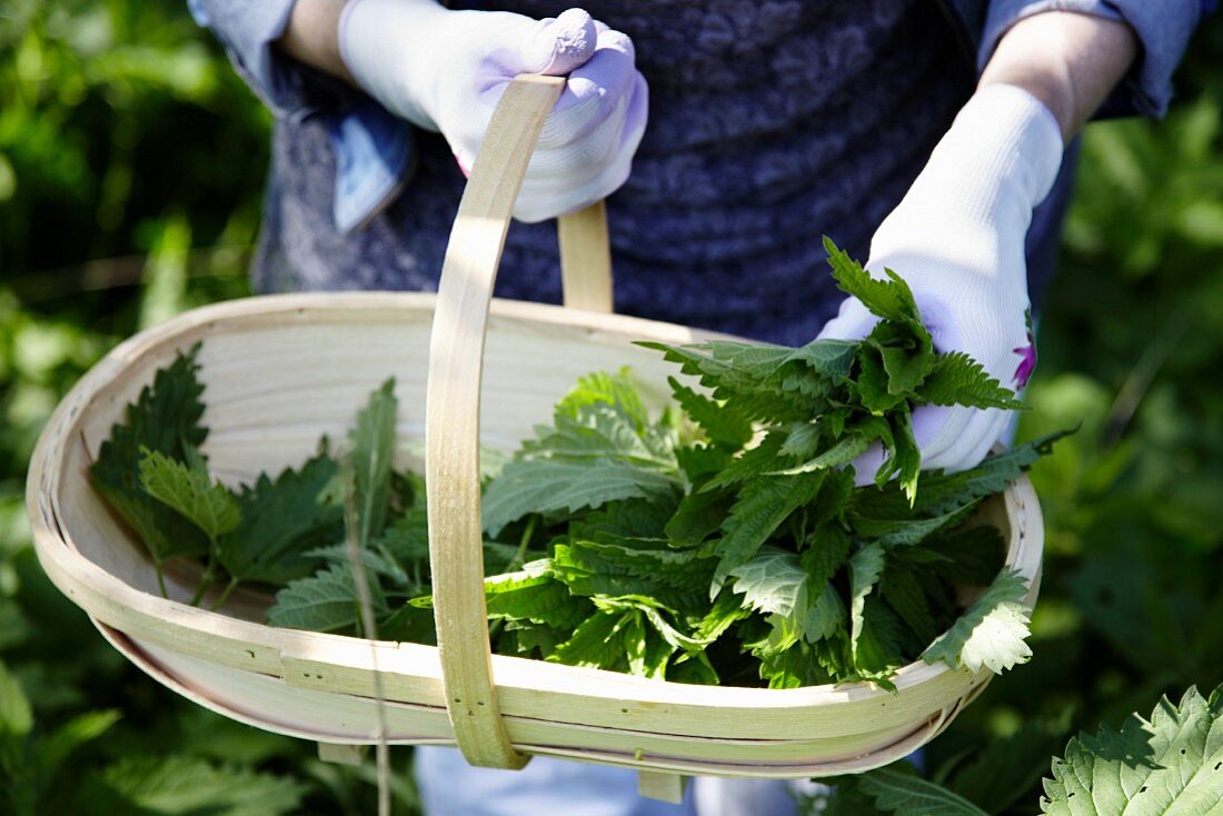 A basket of freshly picked stinging nettle leaves