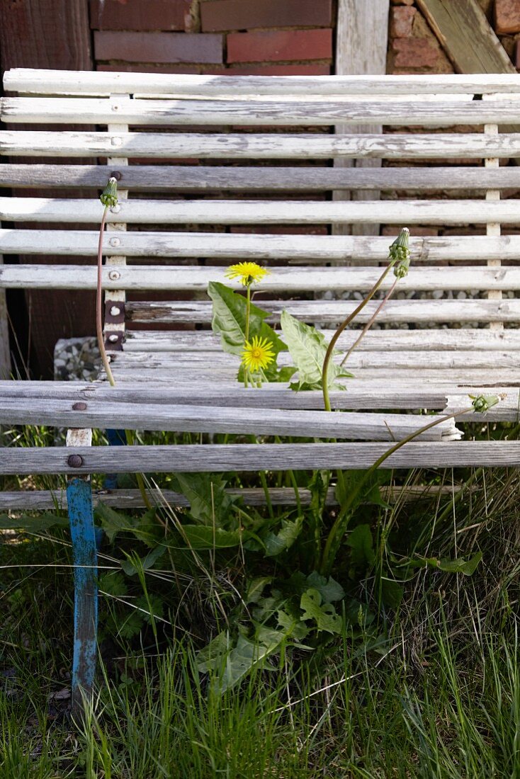A dandelion growing up between the slats of an old wooden bench