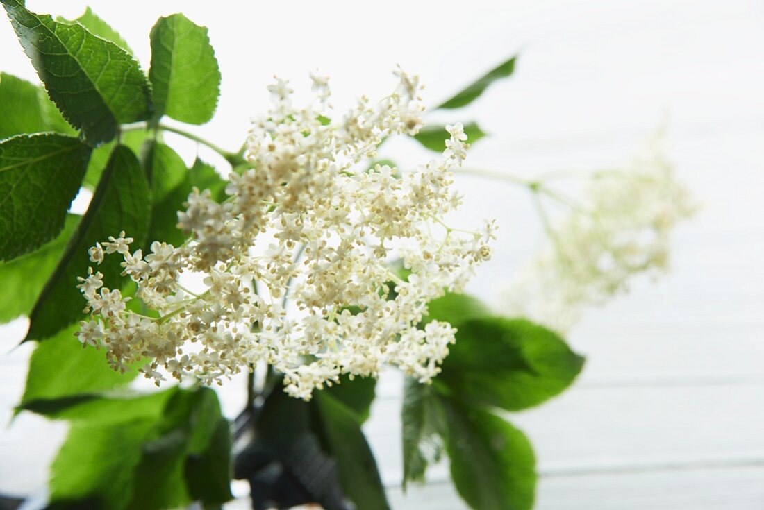 Elderflowers on a white wooden table