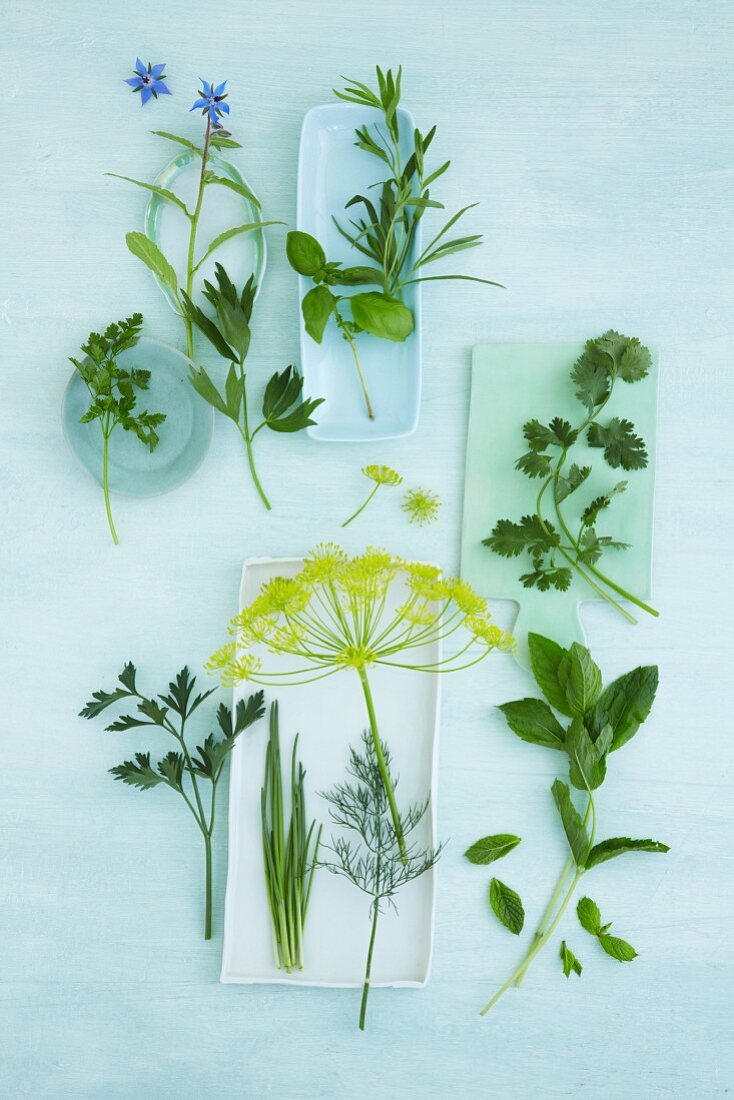 An arrangement of various herbs for salads