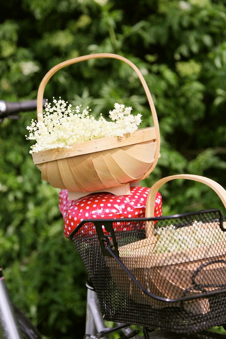 Frisch geerntete Holunderblüten in Körben auf Fahrrad